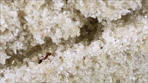 Fire Ants in underground tunnel Stock Footage 133144896