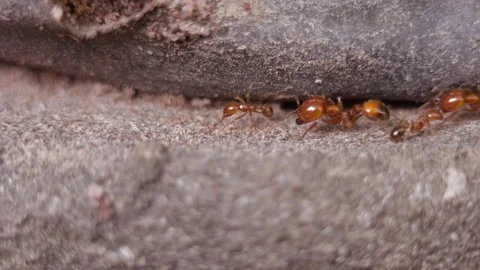 Fire ants walking on the concrete Stock Footage 260747916