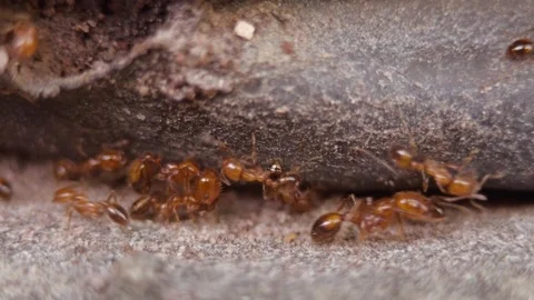 Fire ants walking on the concrete Stock Footage 260748208