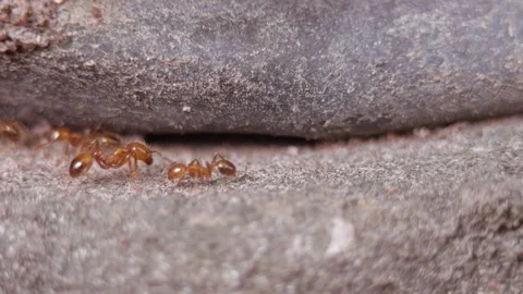 Fire ants walking on the concrete Stock Footage 260748610