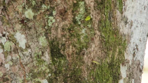 Fire ants walking down rock Stock Footage 58631453