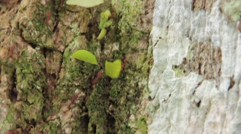 Fire ants walking down rock Stock Footage 58631515