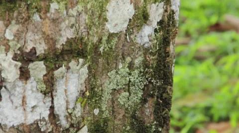 Fire ants walking down rock Stock Footage 58631632