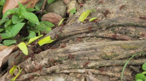 Fire ants walking down rock Vídeos de archivo 58631735
