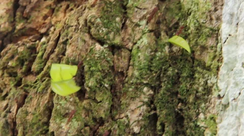 Fire ants walking down rock Stock Footage 58631831