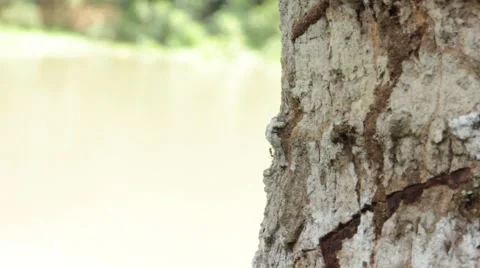 Fire ants walking down rock Video stock 58631882