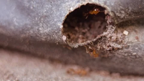 Fire ants walking on the old plastic bag hole. 動画素材 260748312