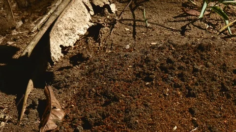 Fire ants wide Stock Footage 126658980