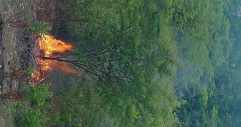 Fire around one green tree. Video stock 246460442