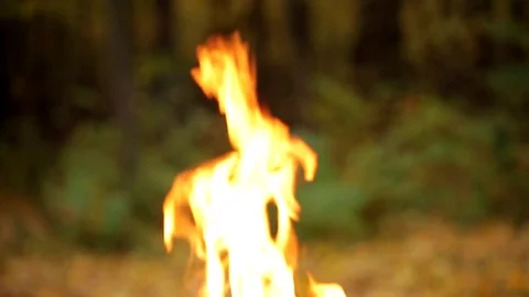 Fire in the autumn forest. Danger of forest fire - smoke and flame. Barbecue Stock Footage 84594517