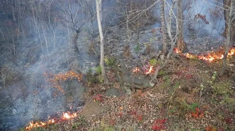 Fire in the autumn forest Stock Footage 56294821