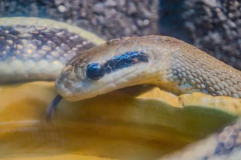 Fire Ball Python Snake wrapped around a branch. python, a popular pet snake k Photos