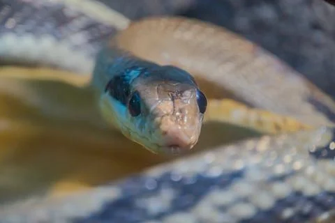 Fire Ball Python Snake wrapped around a branch. python, a popular pet snake k Stock Photos