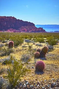Fire Barrel Cactus and Red Rock Formations in Sunlit Valley of Fire Desert .. Stock Photos