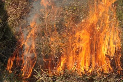 Fire - a beautiful high flame, the grass burns on the field Foto stock