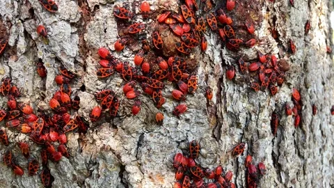 Fire Beetle Insect Colony Stock Footage 253643505