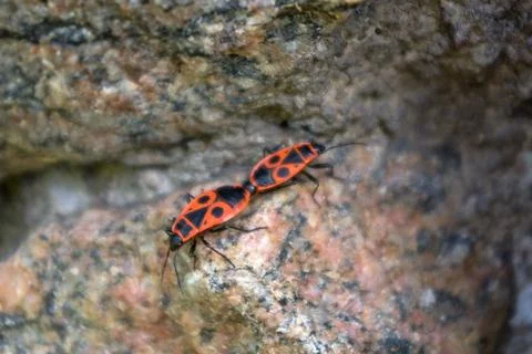 Fire beetles with dots on wings joined at moment of mating  standing on granite Stock-Fotos