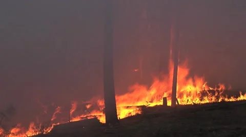 Fire being wind driven on ground Stock Footage 40954429