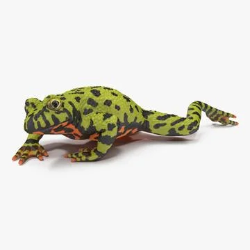 Fire Bellied Toad Frog Pose 3 3D Model 3D Model