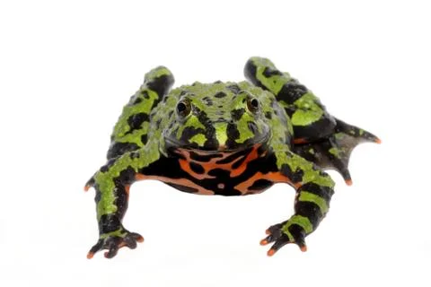 Fire-bellied toad Stock Photos