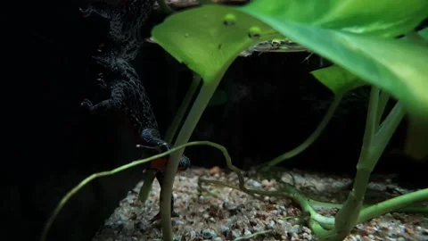 Fire bellied toad resting on a rock under rippling water in a glass tank. Stock Footage 240496458