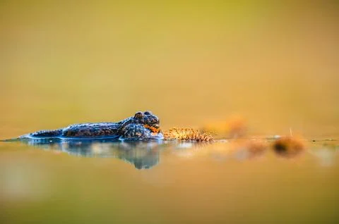 Fire-bellied toad on water surface in forest pond during spring (Bombina bo.. Foto stock