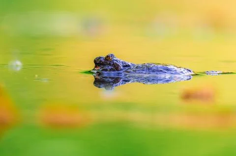 Fire-bellied toad on water surface in forest pond during spring (Bombina bo.. Stock Photos