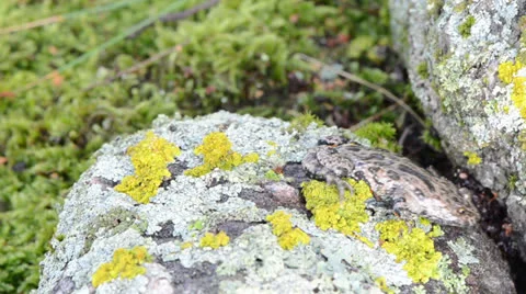 Fire belly fire-bellied toad bombina red belly walk stone moss Video stock 22490128