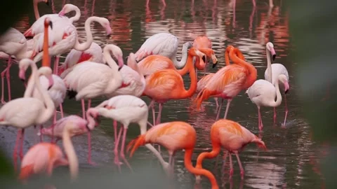 Fire-bird Stock Footage 263130679