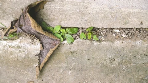 Fire black worker ants marching on the soil. Stock-Footage 160277007