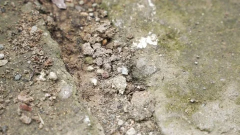 Fire black worker ants marching on the soil. Video stock 163286425