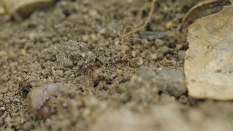Fire black worker ants marching on the soil. Video stock 204724280