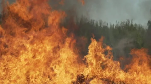Fire blaze in slow motion huge flames almond trees in background Stock Footage