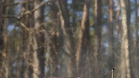 Fire blazing in nature Stock Footage 238392118