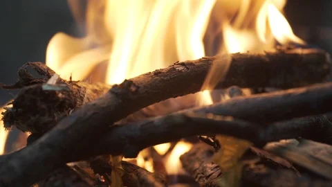 Fire. Bonfire in the forest. Stock Footage 99834547