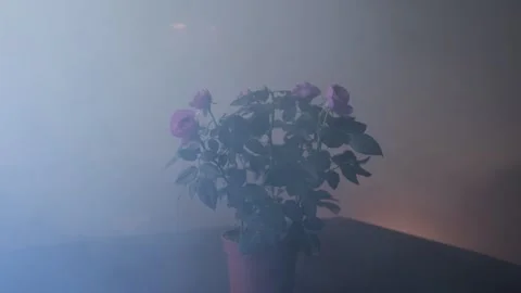 A fire breaks out in an apartment during due to negligence, filling the home Stock Footage 305829472