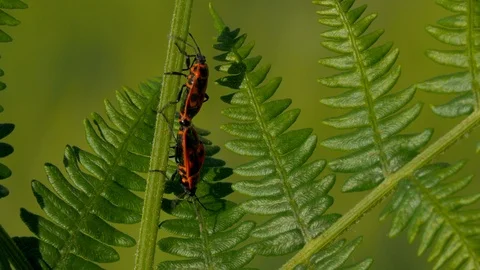 Fire bug 1 16 6 Pyrrhocoris aperus mated pair walking on bracken Stock Footage 120214105