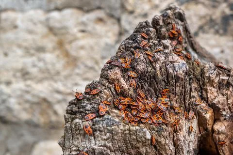 Fire bug accumulation Foto stock