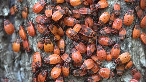 Fire bug colony on tree bark, nymphs, Pyrrhocoris apterus Stock Footage 244718165