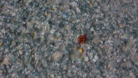 Fire bug crawling along the road in Germany. Stock Footage 219492309