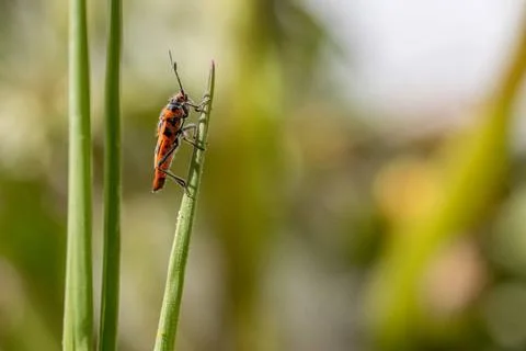 A fire bug is hanging from the tip of a blade of grass Stock Photos