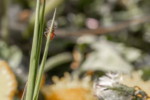 A fire bug is hanging from the tip of a blade of grass Stock Photos