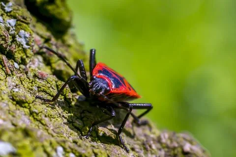 A fire bug macro insect close up in spring fire bug macro insect close up ... Stock Photos