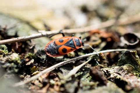 Fire bug Foto stock