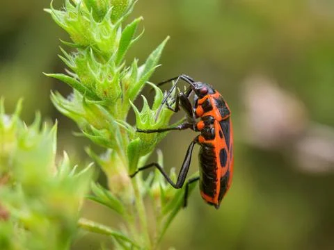 A fire bug (Pyrrhocoris apterus) sitting on a flower, sunny day in summer... Stock Photos