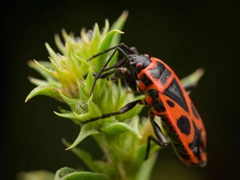  A fire bug (Pyrrhocoris apterus) sitting on a flower, sunny day in summer... 스톡 사진