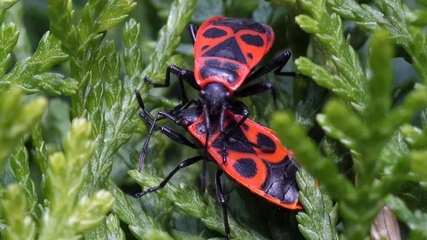Fire bug shaking fire bug (pyrrhocoridae)  - wildlife - HD stock video Stock Footage 82467406