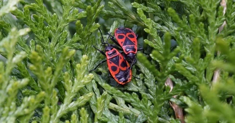 Fire bug shaking fire bug (pyrrhocoridae)  - wildlife - UHD 4K Stock Footage 82467407