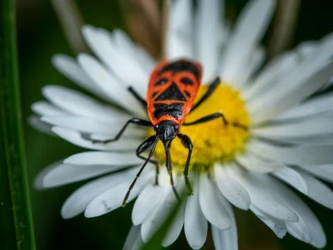 A fire bug sitting on a daisy Foto stock