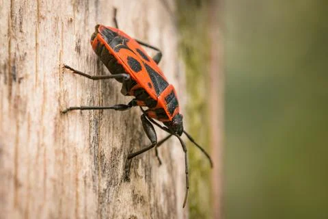 A fire bug sitting on a tree trunk Stock Photos